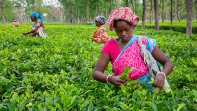 AgriSETA Farming Management WIL Internships 2026