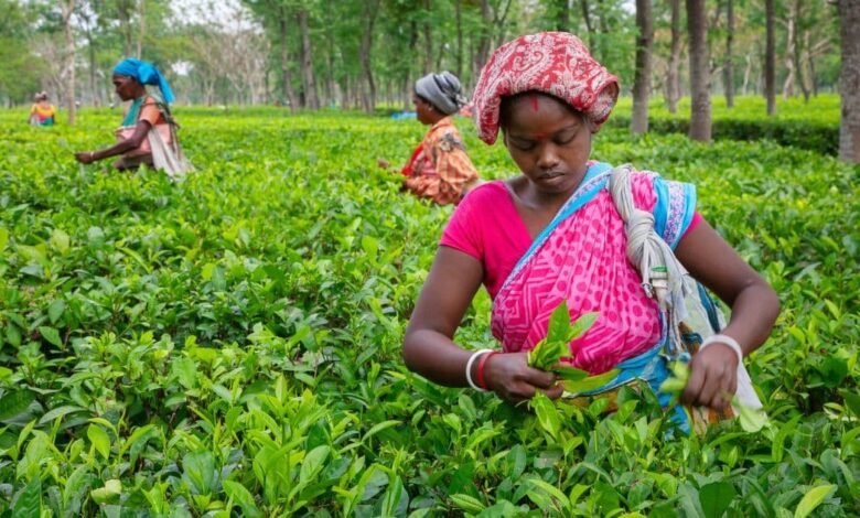 AgriSETA Farming Management WIL Internships 2026