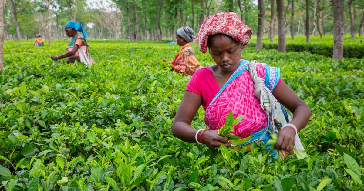 AgriSETA Farming Management WIL Internships 2026